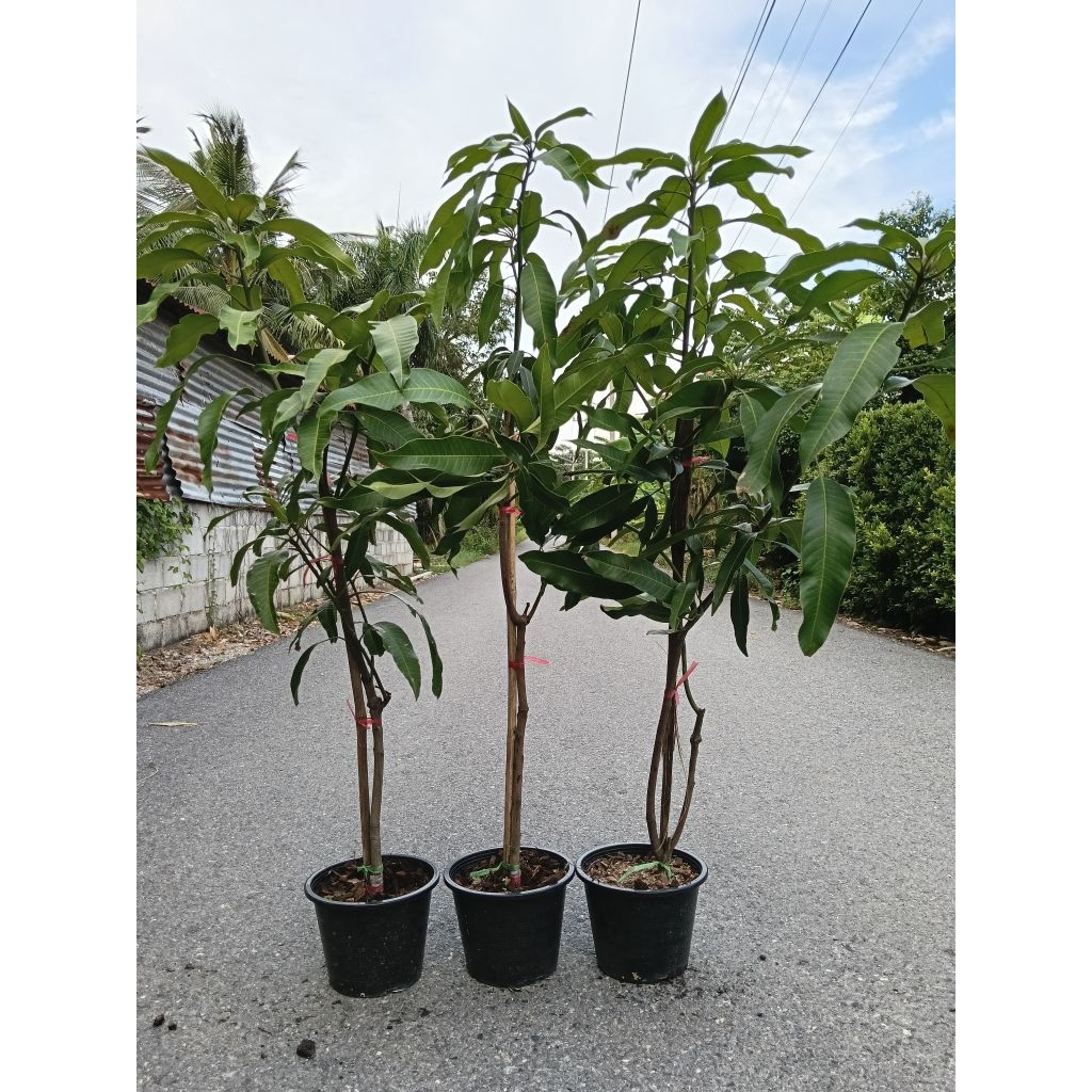 ต้นมะม่วงเขียวเสวย(ตอนกิ่ง) งานกระถาง สูง100-150 cm  ต้นแข็งแรงพร้อมปลูก เนื้อแน่น กรอบ หวานมัน