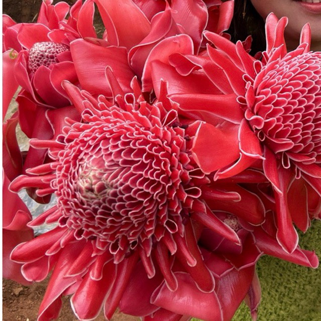 🌺ดอกดาหลาหน่อพันธุ์ดาหลา🌺 สีแดงกับสีชมพู