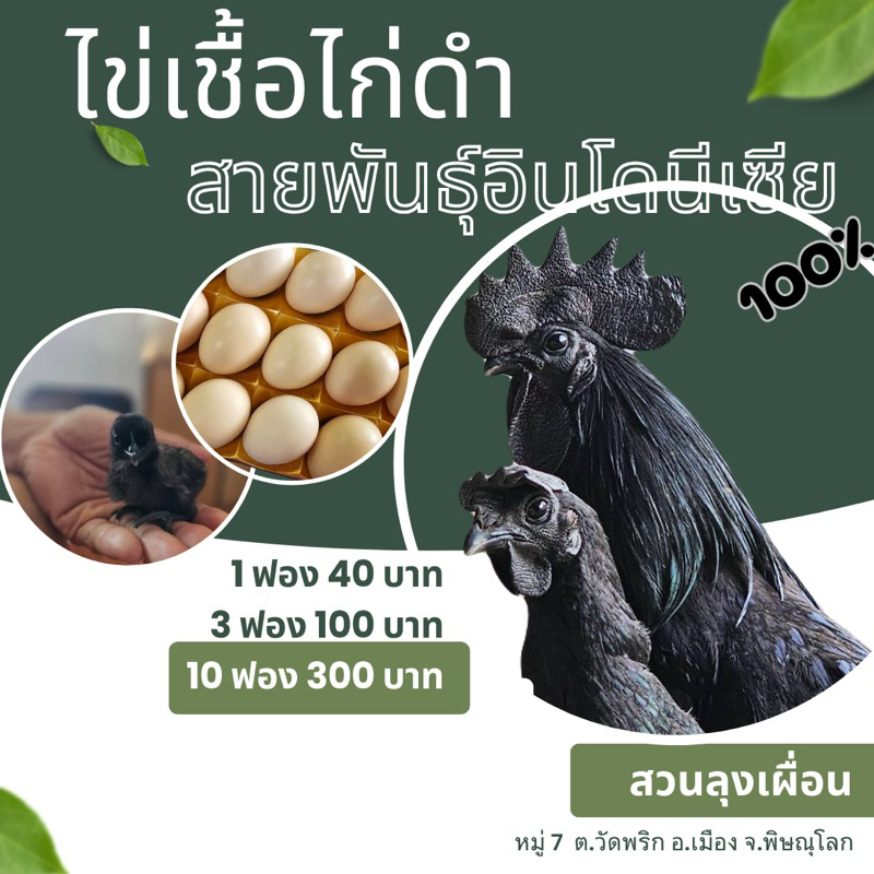 ไข่เชื้อไก่ดำอินโด ไข่เชื้อไก่ดำ สายพันธุ์อินโดนีเซีย แท้ 100%