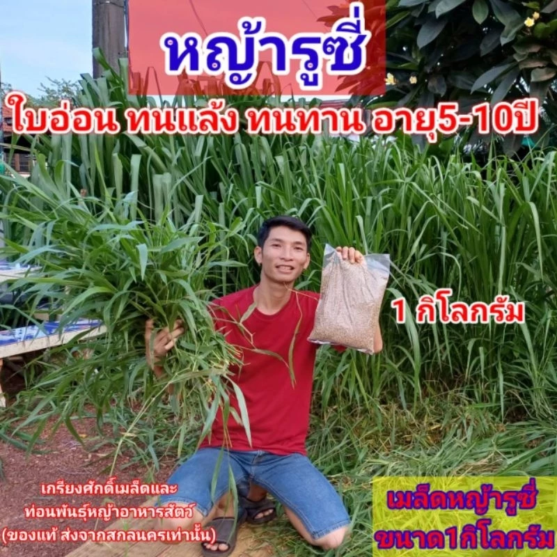 #เมล็ดหญ้ารูซี่ 1kg. พร้อมปลูกเดือน ม.ค.ปี69 #รูซี่เลี้ยงวัว #หญ้ารูซี่ #ruzigrass #เกรียงศักดิ์พันธุ์หญ้าสกลนคร