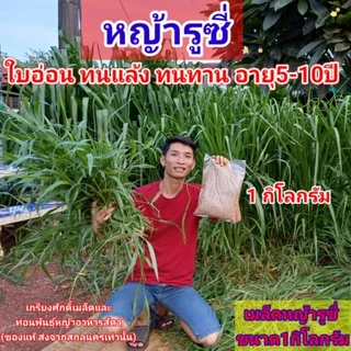 #เมล็ดหญ้ารูซี่ 1kg. พร้อมปลูกเดือน ม.ค.ปี69 #รูซี่เลี้ยงวัว #หญ้ารูซี่ #ruzigrass #เกรียงศักดิ์พันธุ์หญ้าสกลนคร