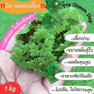 🍀 1 กิโล 19 บาท 🍀 ‼️ โปรแรง‼️แหนแดงไมโครฟิลล่า คัดพิเศษ แหนแดงไมโครฟิลล่า 🍀โปรสุดคุ้ม ‼️พร้อมส่งจ้า‼️