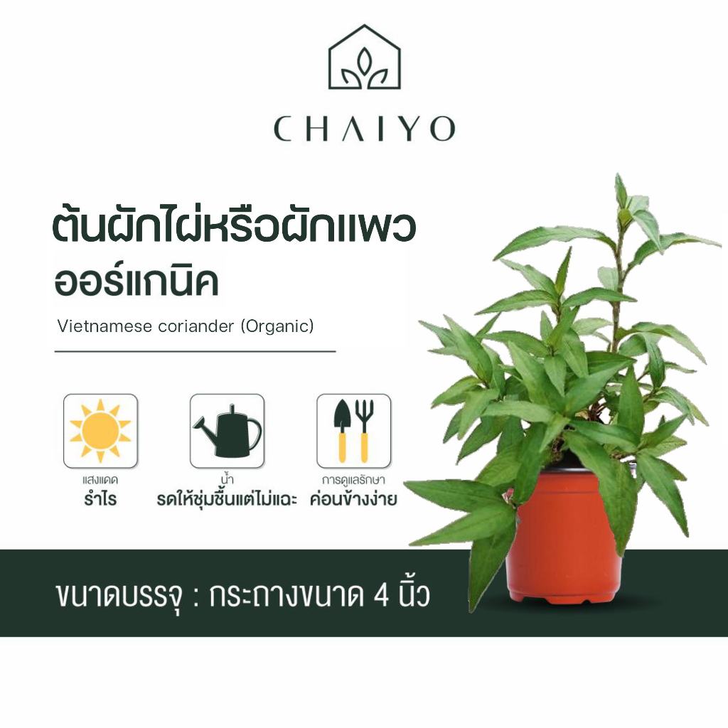 ต้นผักไผ่ หรือ ต้นผักแพว ออร์แกนิค Vietnamese coriander (Organic) กระถาง 4 นิ้ว และ 6 นิ้ว