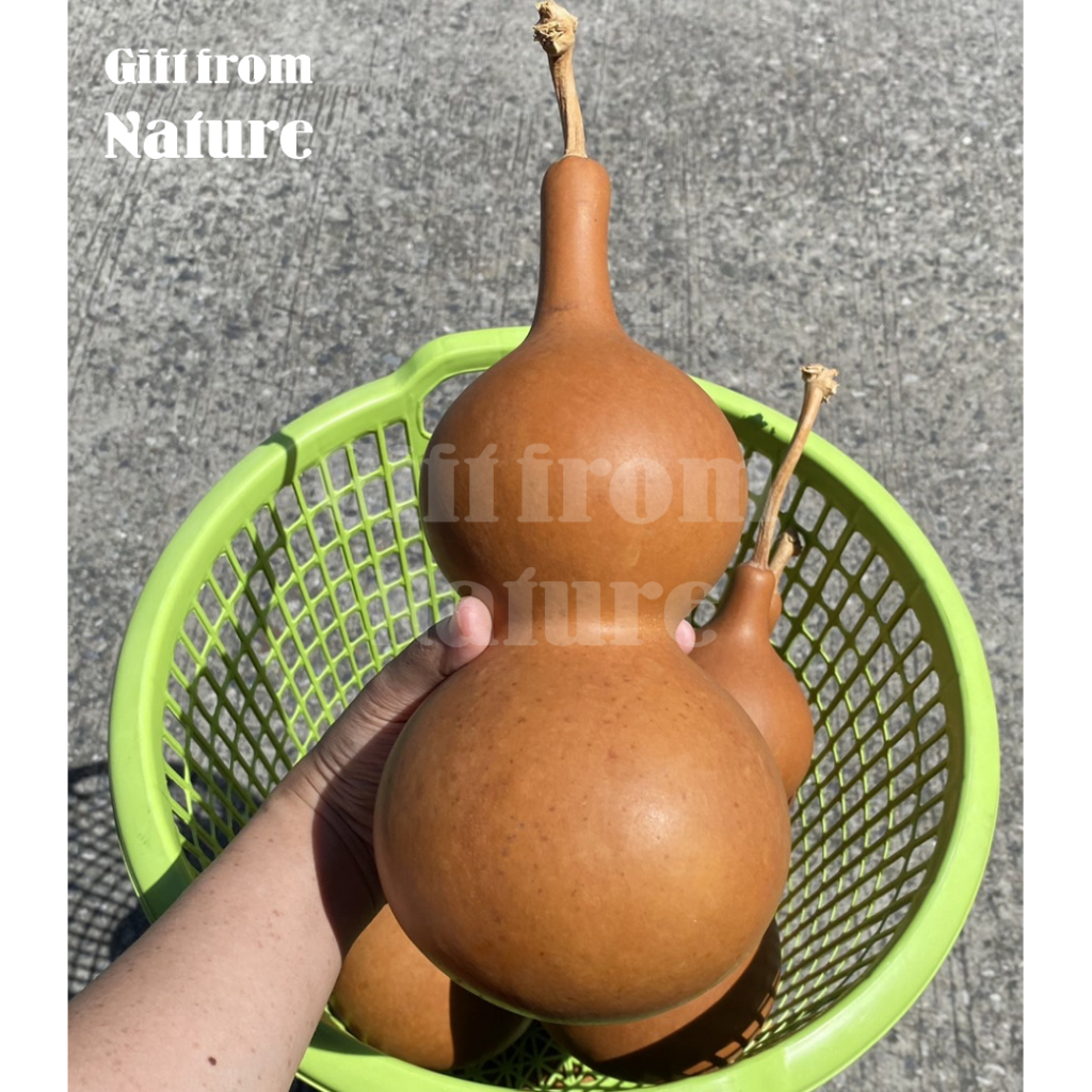 1 ผล น้ำเต้า น้ำเต้าเซียน ผลใหญ่ สูง 20-28 cm ดูดทรัพย์ สีธรรมชาติ ของมงคล ตั้งโต๊ะทำงาน ตกแต่งบ้าน งาน DIY ราคา ถูกที่สุด ดีลบีเคเค รูปภาพหลัก