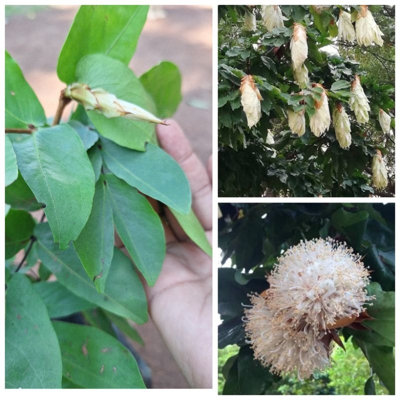 ต้นอโศกขาว(ตอนกิ่ง40-50ซม.)ไม้ประดับ ดอกสีขาวสวย