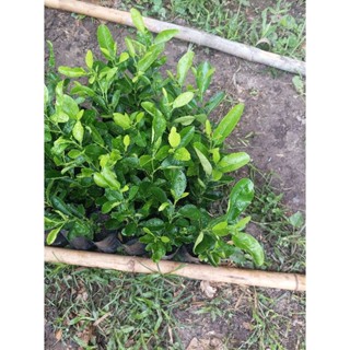 ต้นมะนาวแป้นรำไพร พร้อมจัดส่ง