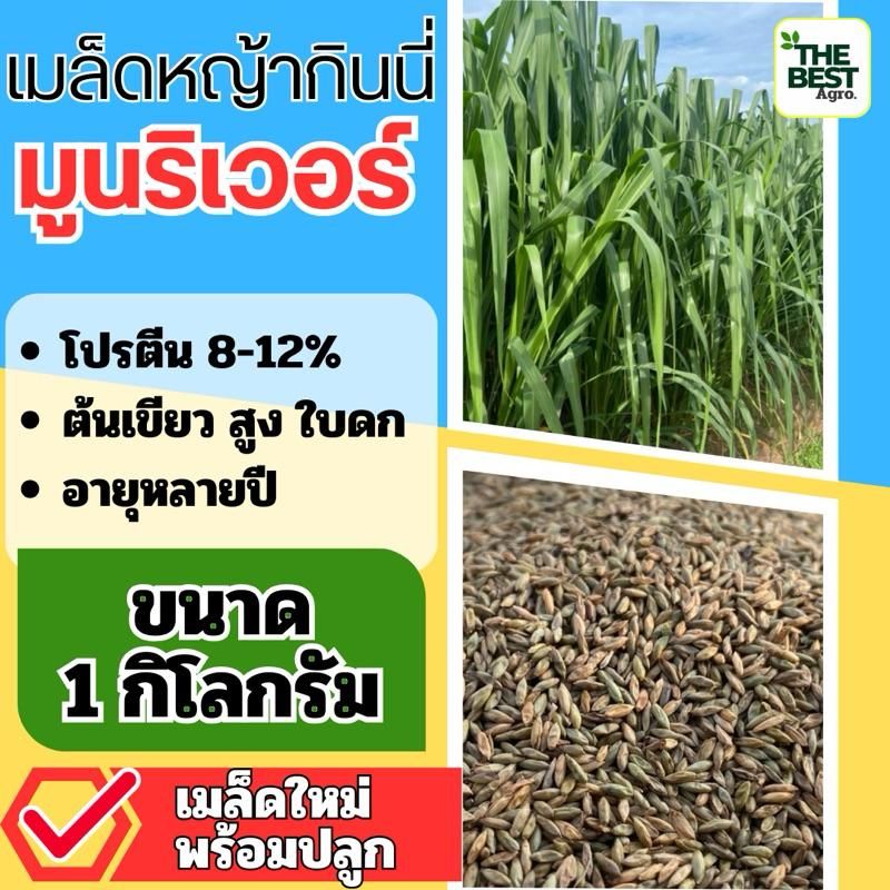 ✅ กินนี กินนี่มูนริเวอร์ เมล็ดกินนี่มูนริเวอร์ 1 กิโลกรัม (พร้อมปลูก) แตกกอ ใบใหญ่  ทนแล้ง