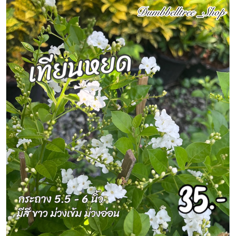 เทียนหยด กระถาง 6 นิ้ว พรรณไม้พุ้มเตี้ย | แสง ต้องการแสดงค่อนข้างมาก  น้ำ ต้องการน้ำปานกลาง – โปรปัง