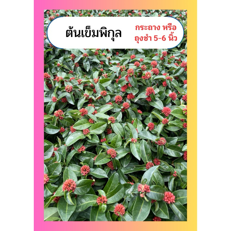 ต้นเข็มพิกุล ดอกสีแดง ดอกเล็กๆน่ารัก ติดดอกนาน ทนแดด กระถาง 6 นิ้ว