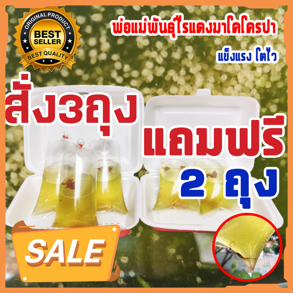 (มีของแถม!!!) ไรแดง พ่อแม่พันธุ์ ไรแดงมาโคร สำหรับเพาะไรแดงได้ทั้งน้ำเขียวและน้ำใส