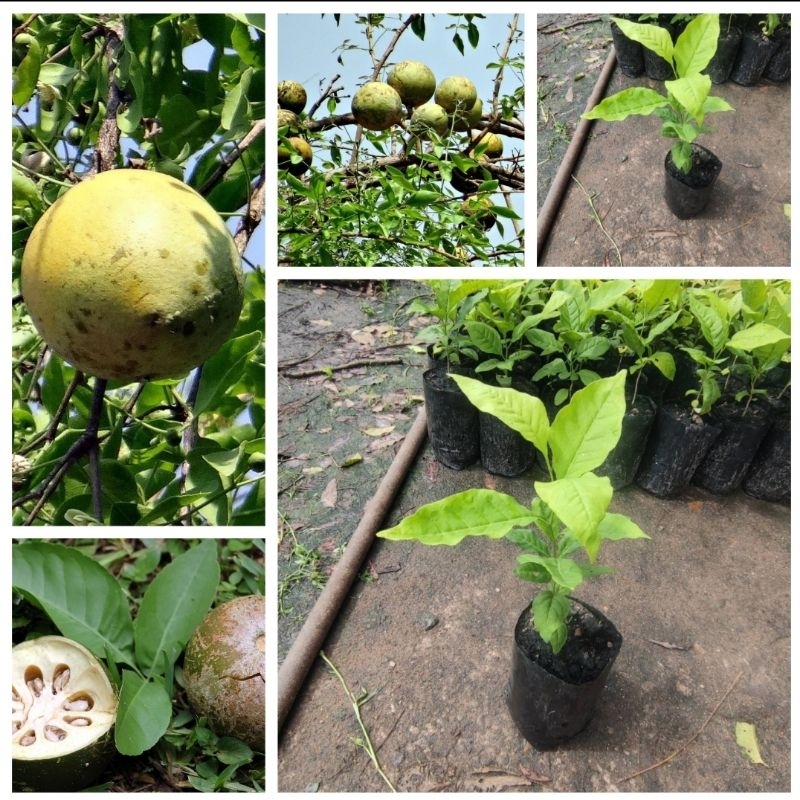 ต้นมะตูมบ้านหรือมะตูมลูก มะตูมไข่ ไม้สรรพคุณมาก ต้นสูง40-60ซม ส่งเป็นแบบถุงเพาะ