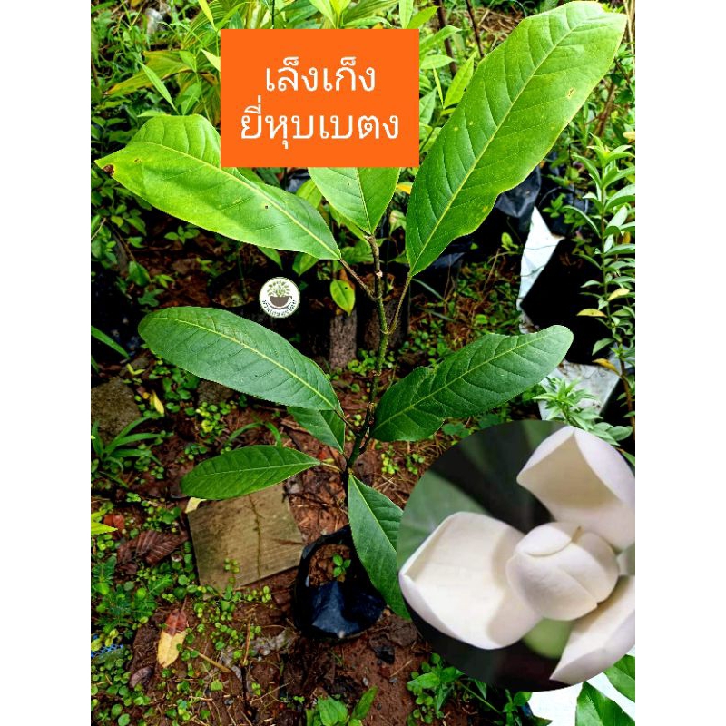 ต้นเล็งเก็ง หรือ ยี่หุบเบตง เล็งเก็ง ยี่หุบเบตง ไม้ดอกหายาก ดอกหอมมาก ไม้น่าสะสม