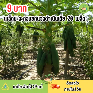 9 บาท เมล็ดมะละกอแขกนวลดำเนินเตี้ย บรรจุ 20 เมล็ด