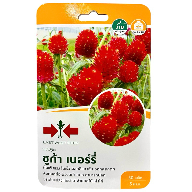 ศรแดง เมล็ด บานไม่รู้โรย สีแดง ซูก้า เบอร์รี่ (30 เมล็ด)