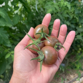 เมล็ดนำเข้า มะเขือเทศเชอรี่ สีดำ Black Cherry Tomato (Organic Seed) ลูกกลม ปันอินทรีย์