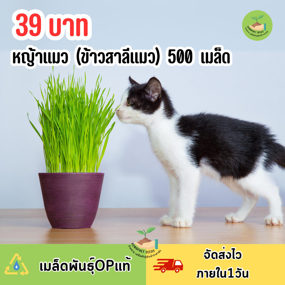 หญ้าแมว (ข้าวสาลีแมว) บรรจุ 500 เมล็ด