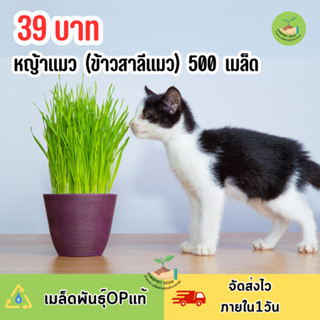 หญ้าแมว (ข้าวสาลีแมว) บรรจุ 500 เมล็ด