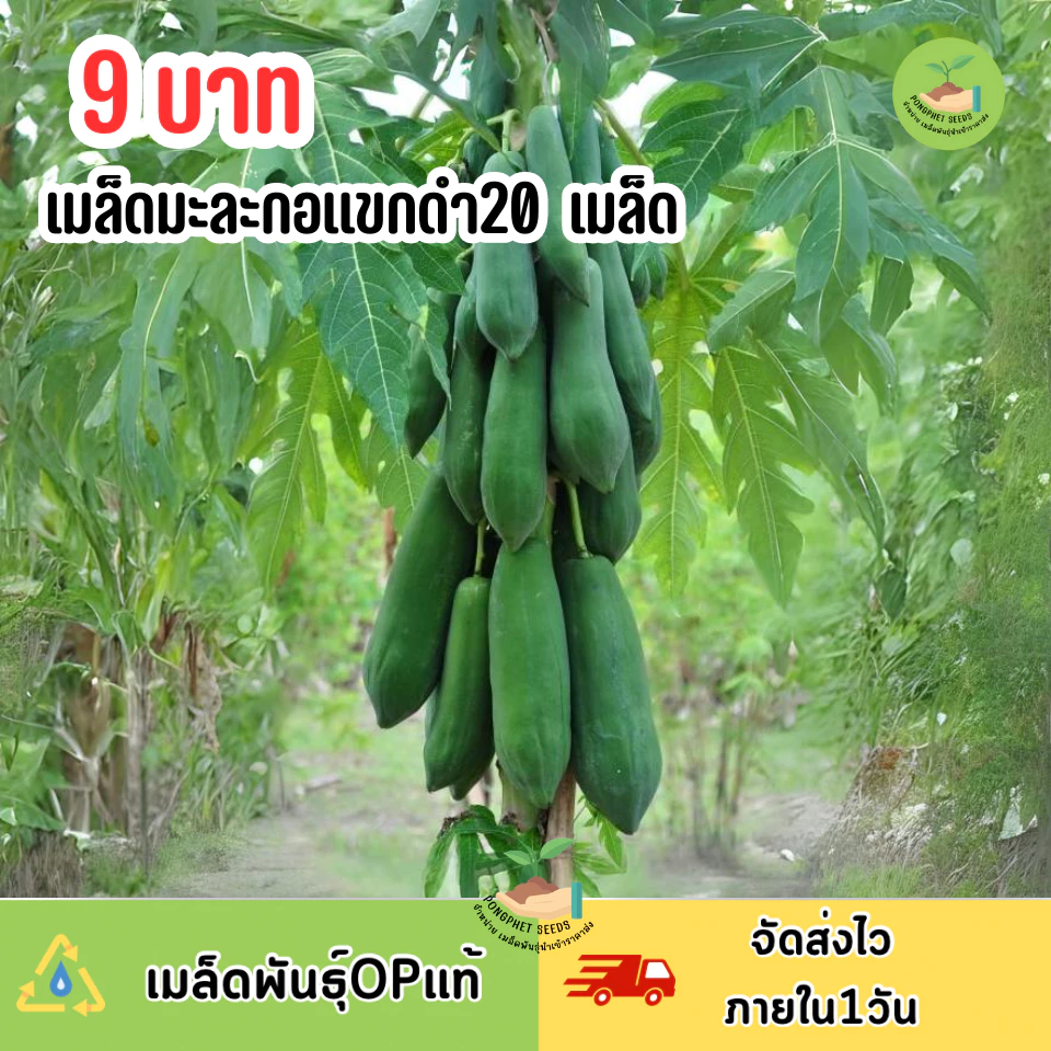 9 บาท เมล็ดมะละกอแขกดำ บรรจุ 20 เมล็ด
