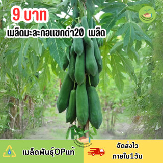 9 บาท เมล็ดมะละกอแขกดำ บรรจุ 20 เมล็ด