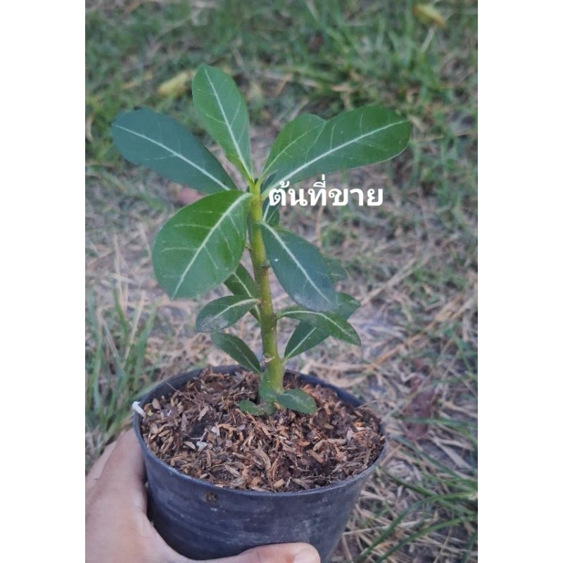 ชวนชมดอกสีชมพู/ดอกแดงคละสี #สั่งซื้อ10กระถาง ฟรี1กระถาง