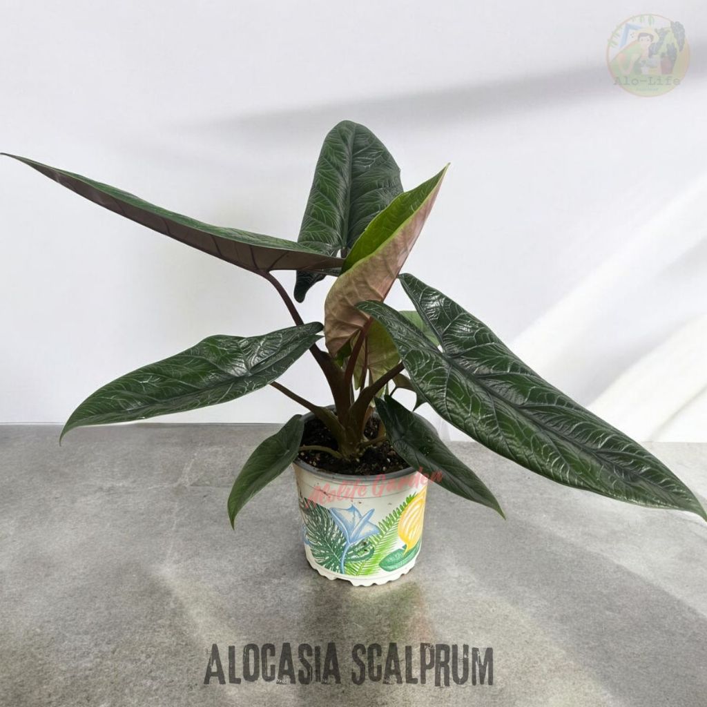 🌿 Alocasia Scalprum อโลคาเซีย สคัมปรัม กระถาง 5 นิ้ว 🌿