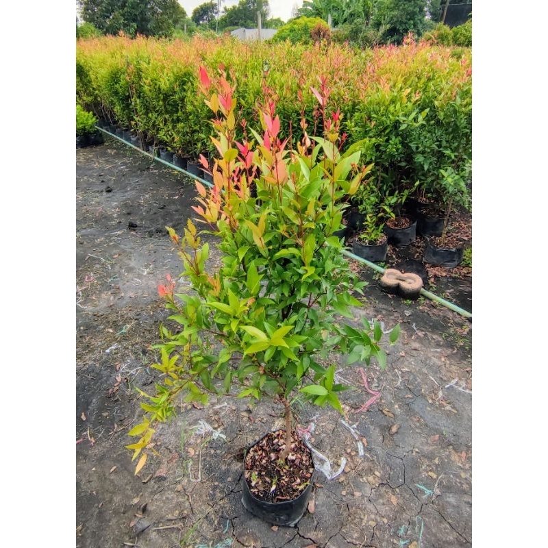 ต้นคริสติน่าไม้มงคลไม้ดับหรือจัดสวน(ส่งแบบถุงเพาะ)สูง70-80cm