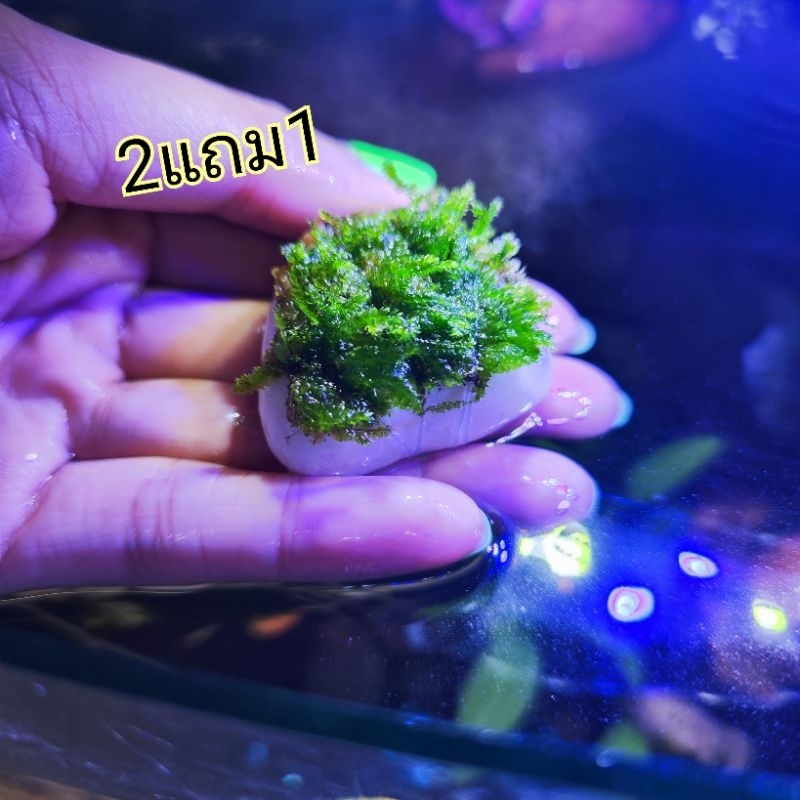 มอสเกาะ (หินขาว)  ซื้ิอ2แถม1