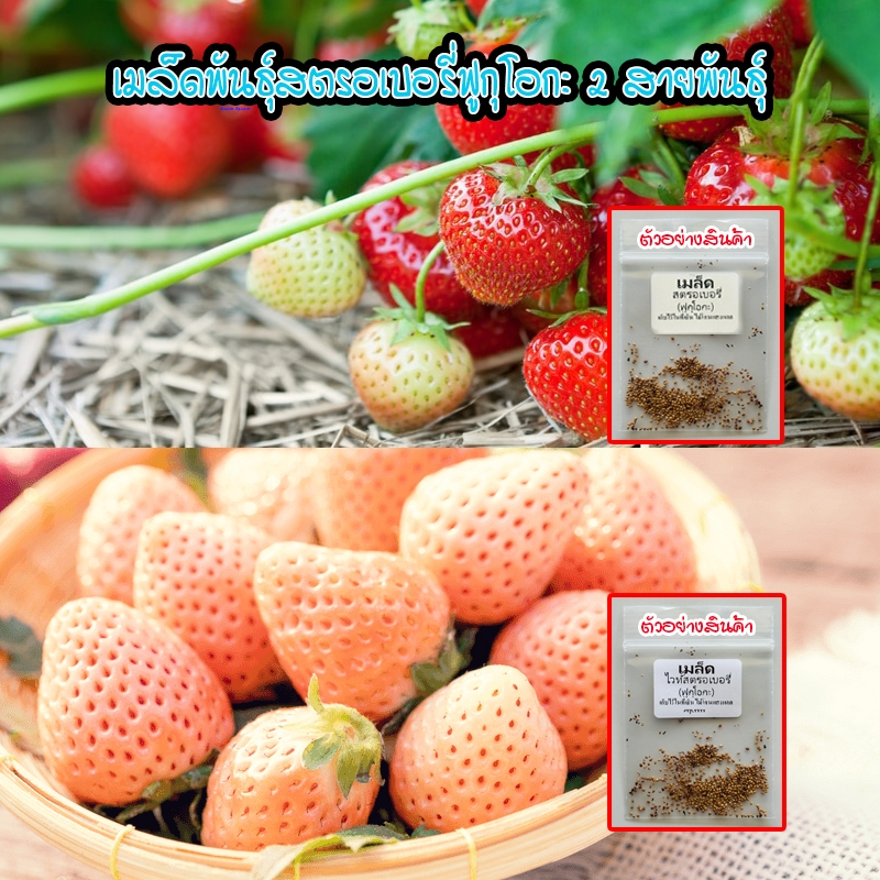 ไวท์และเรดสตรอเบอรี่ ฟูกุโอกะ 20-50 เมล็ด ผลสดกรอบ รสชาติหอม [ซื้อ 10 แถม 1 คละได้]