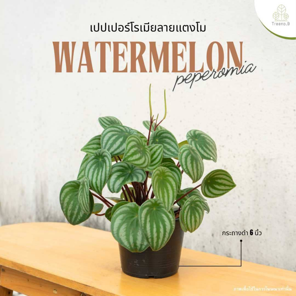 Treeno.9 T25 เปเปอร์โรเมียแตงโม (peperomiaargyreia) กระถาง 6 นิ้ว / สูง 20-30 ซม.