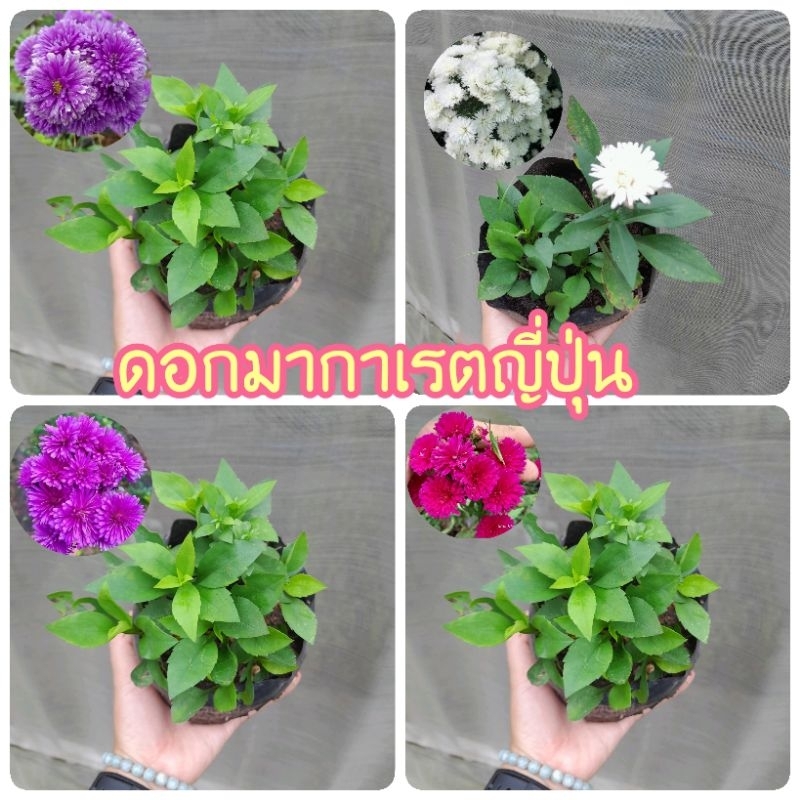 ต้นดอกมากาเร็ตญี่ปุ่น ถุง6นิ้ว