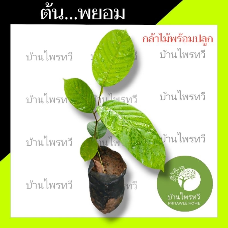 ต้นพยอม กล้าไม้พร้อมปลูก ต้นไม้ตาย เคลมฟรี ทุกต้น เฉพาะ ระหว่างขนส่ง เท่านั้น พะยอม พยอม ไม้ตะกูล ต้นยางนา
