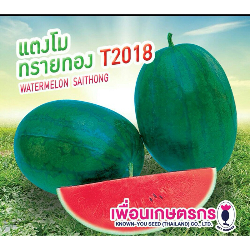 เมล็ดแตงโม ทรายทอง ลูกผสม พันธุ์ใหม่ รสชาติอร่อยมาก ปลูกได้ตลอดปี