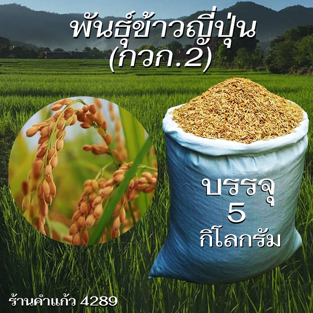 เมล็ดพันธุ์ข้าวญี่ปุ่น(กวก.2) บรรจุ 5 Kg. พันธุ์ข้าวอย่างดี คัดพิเศษ ปลูกได้ตลอดปี ปลูกเองขายเองโดยวิธีธรรมชาติ