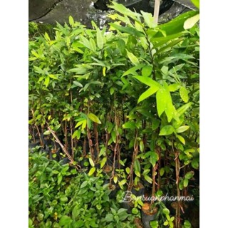 ต้นนมแมว ต้นกิ่งชำ สูง 1.0-1.2 เมตร