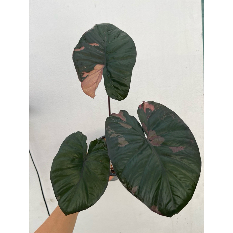 อโลคาเซีย เซเรสดิพิตี้ Alocasia Serendipity ส่งต้นตามภาพ