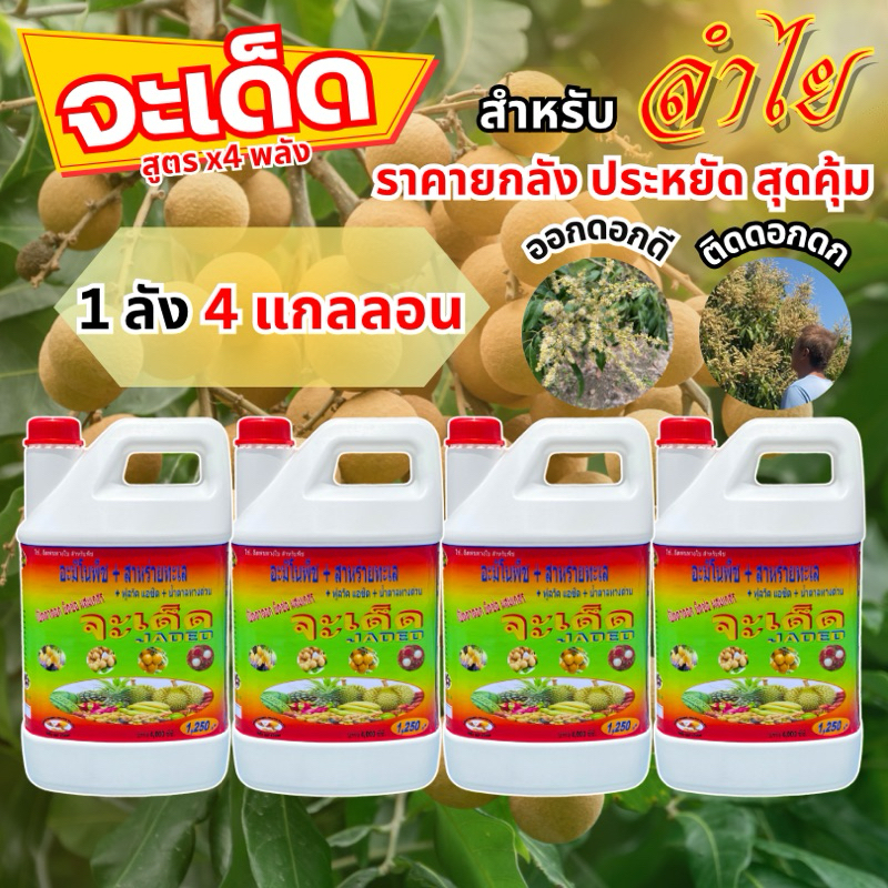 "จะเด็ด" 4 ลิตร ราคายกลัง 4 แกลลอน ฉีดพ่นทางใบ สำหรับ “ลำไย” เปิดตาดอก ยึดห่อ ผสมเกสร บำรุงผลเล็ก