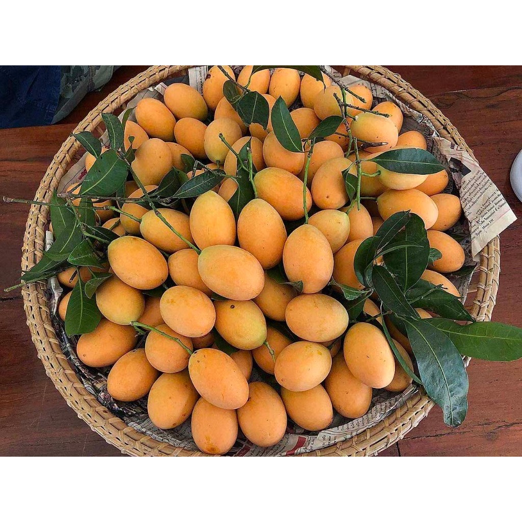ต้นพันธุ์ มะปราง เพาะเมล็ด 29 บาท ผลไม้ที่มีรสหวาน รสชาติหวาน หอม กรอบ