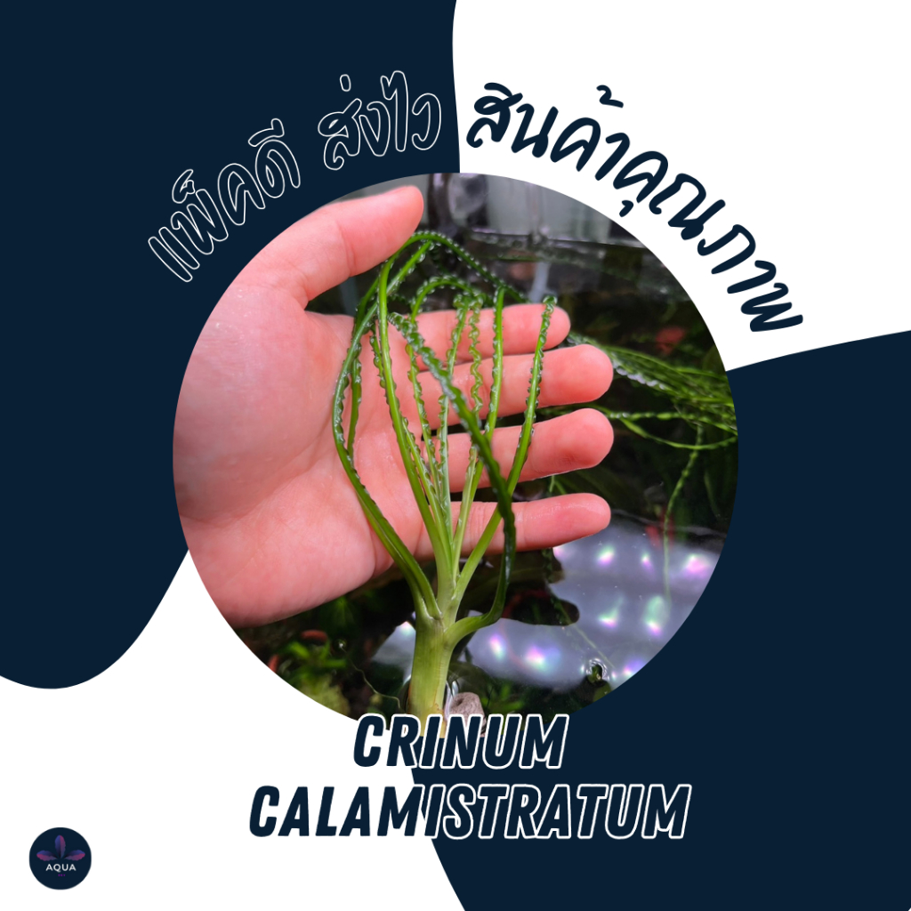 ต้นหนวดปลาหมึก Crinum calamistratum ต้นไม้น้ำหายาก