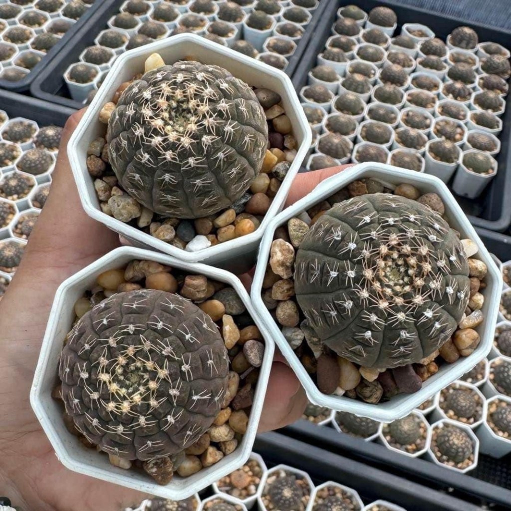 ยิมโนจานบิน Gymnocalycium ragonesei กระถาง 2-3 นิ้ว ราคา ถูกที่สุด ดีลบีเคเค แกลเลอรีภาพที่ 4