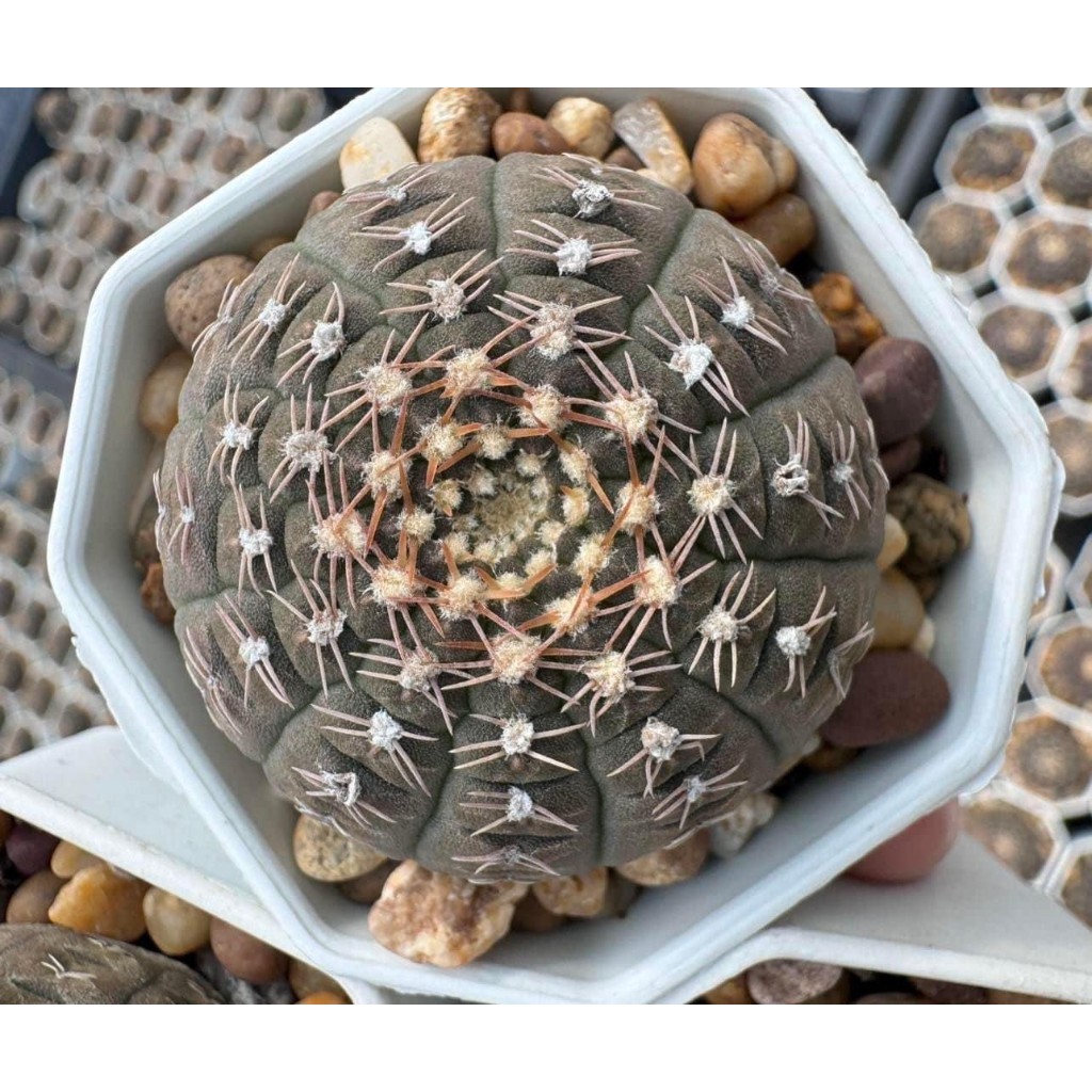 ยิมโนจานบิน Gymnocalycium ragonesei กระถาง 2-3 นิ้ว ราคา ถูกที่สุด ดีลบีเคเค แกลเลอรีภาพที่ 5