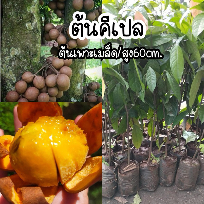 ต้นคีเปล(ต้นไม้หายาก) ผลรสหงานทานแล้วตัวหอม ต้นเพาะเมล็ด