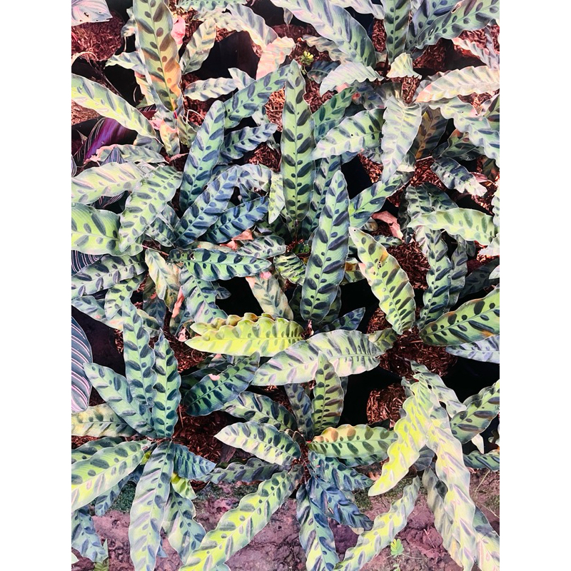 🍀คล้ากาเหว่าลาย Calathea lancifolia🍀ส่งแบบบถุง - รูปที่ 2