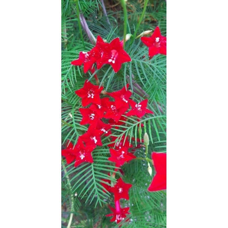เมล็ดดาวนายร้อยสีแดง 40เมล็ด15บาท