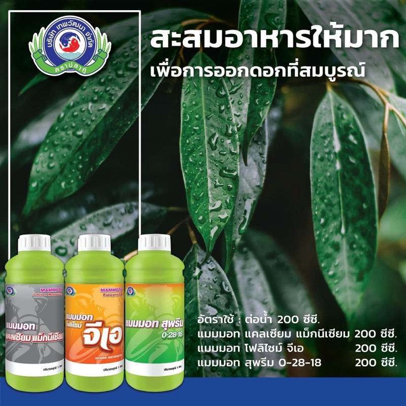 ชุดสะสมอาหาร บำรุงใบ เร่งออกดอก // มม.แคลเซียมแมกนีเซียม + มม.จีเอ + มม.สุพรีม 0-28-18 อย่างละ 1 ลิตร
