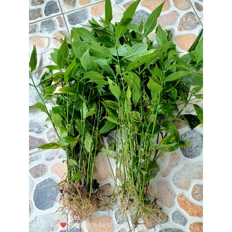 ต้นพริกน้ำ สำหรับใส่โหลปลา/อ่างปลา รักษาโรคในปลา ปลูกได้ทั้งในน้ำและดิน ชุดละ10ต้น