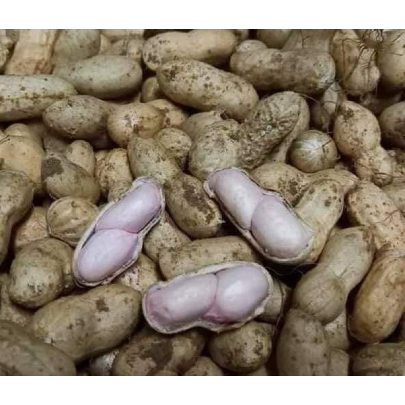 #ถั่วลิสงดิบ #ถั่วใต้ดิน 1กก.🥜🥜🥜 ออแกนิค จากเกษตรกรใต้ ปลูกเอง ถอนสดใหม่ทุกวัน