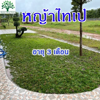 หญ้าไทเป พื้นที่ปลูก 5 ตารางเมตร ได้หญ้าหนัก 2.5 kg ถอนเช้า ส่งบ่ายทุกวัน ปลูกแล้วไม่ได้ตัดหญ้า 100%