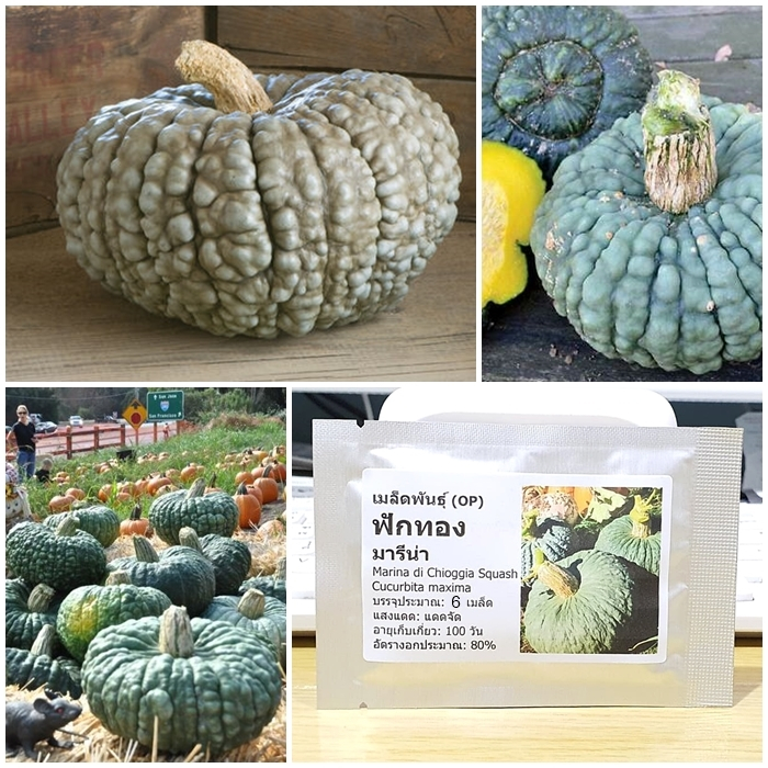 เมล็ดพันธุ์ ฟักทอง มารีน่า (Marina di Chioggia Squash Seed) บรรจุ 6 เมล็ด คุณภาพดี ของแท้ 100%