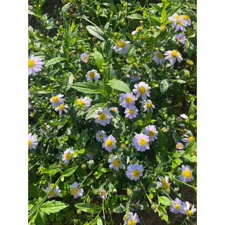 🌱ต้นกล้าเดซี่มากาเร็ต 🪻ม่วงอ่อน👉ปลูกง่าย🌼ดอกไม้ทานได้