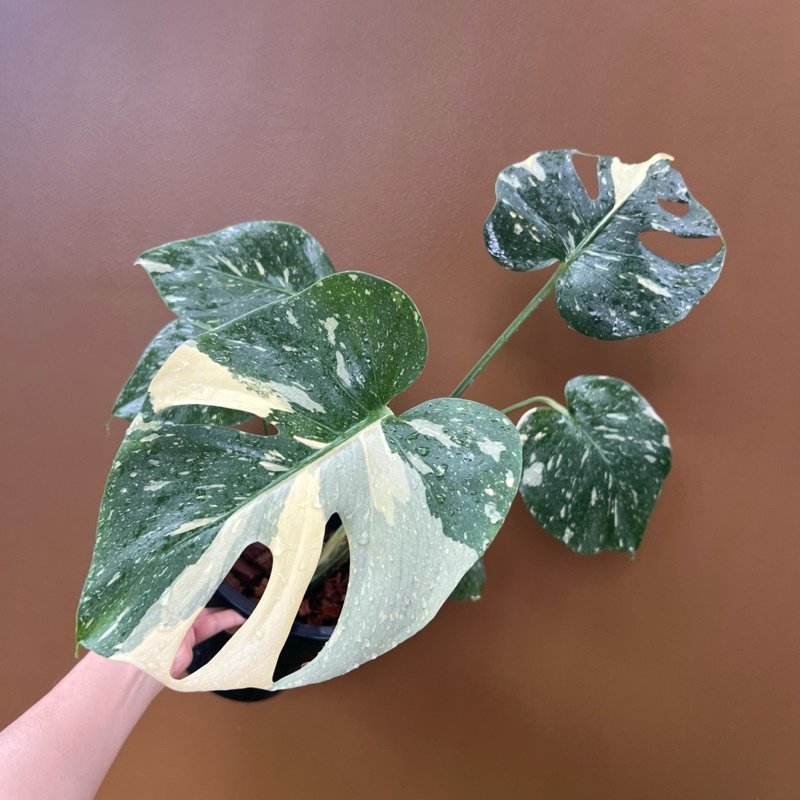 Monstera  Thai constellation ทักแชทเลือกต้นได้
